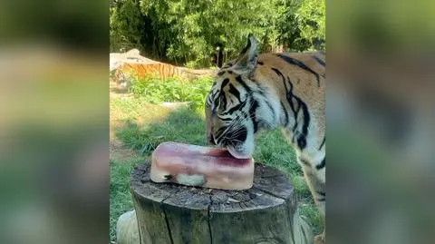 Rybne lody dla tygrysów w zoo