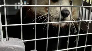Zoo poinformowało, że nowy dom Kumari będzie w Czechach