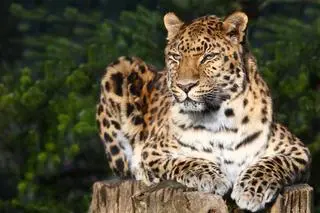 Lampart amurski (Panthera pardus orientalis)