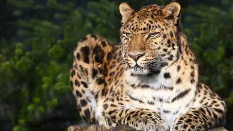Lampart amurski (Panthera pardus orientalis)