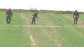 Poszukiwania elementów