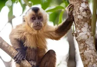 Kapucynka "terroryzowała" mieszkańców. Obława trwała kilka dni