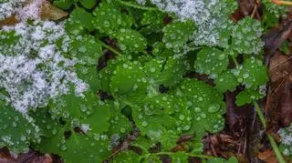 Lokalnie pojawią się zimowe opady