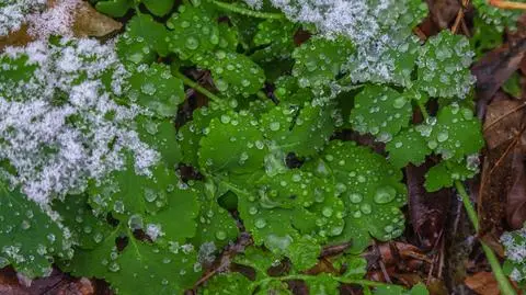 Lekki śnieg, wiosna