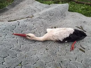 Położyli go na dywanie
