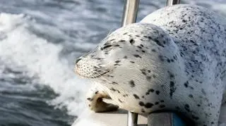 Foka wskoczyła na łódź. To ocaliło jej życie