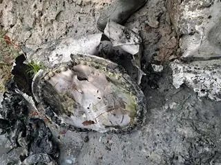 Fragmenty niemieckiej rakiety V-2 wydobyte w Bliźnie