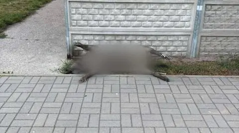 Martwy dzik leżał koło pergoli śmietnikowej w Konstantynowie Łódzkim