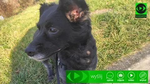 Dzień Kundelka. Pochwalcie się swoimi czworonogami