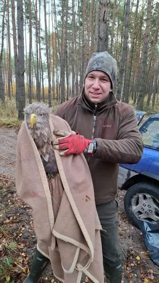 Bielika znaleziono na terenie Nadleśnictwa Babimost