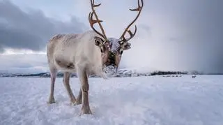 Dlaczego ich nosy są czerwone? Naukowcy znaleźli odpowiedź