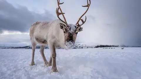 Renifer (Rangifer tarandus)
