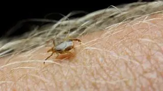 "Tych kleszczy jest zdecydowanie więcej". Co robić?