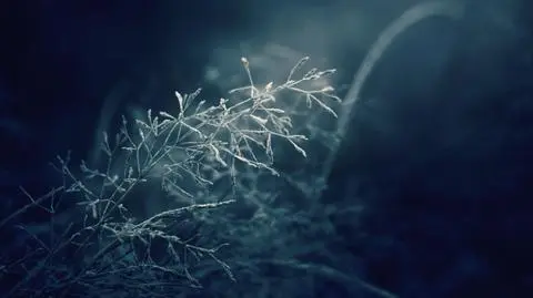 Noc, mróz, przymrozek