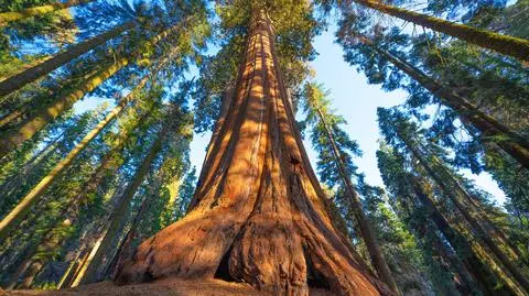 shutterstock_1469439242