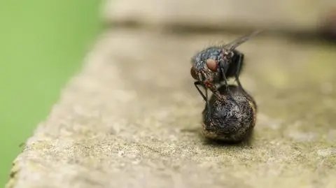 Muchówka z rodziny ścierwicowatych