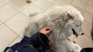 Samojedy uciekły z posesji w Mysłowicach