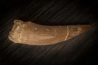 Ząb Zarafasaura oceanis - zdj. ilustracyjne