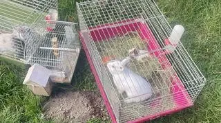 Dzielnicowa wyniosła z płonącego domu klatki ze zwierzętami 