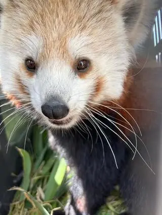 O pandce zrobiło się głośno, gdy uciekła z poznańskiego zoo