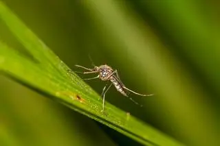 Doskwier pastwiskowy (łac. Aedes vexans) - zdj. ilustracyjne