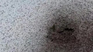 Wyszły z "glebowej otchłani" 