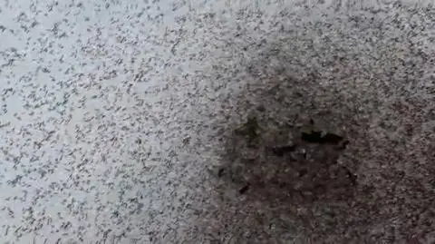 Wyszły z "glebowej otchłani" 