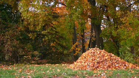 Chcieli uniknąć zatrzymania, przed policjantami schowali się w stosie liści