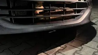 Sarna wpadła za zderzak samochodu