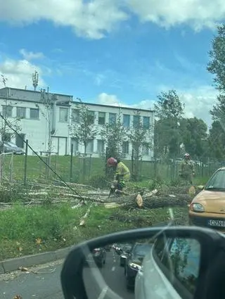 Strażacy usuwali drzewo z ul. Krańcowej w Poznaniu