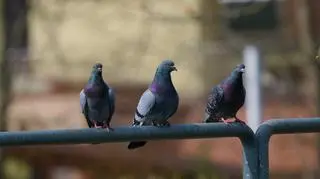 System nawigacji tych ptaków jest lepszy niż GPS 