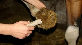 Konie mają chore kopyta
