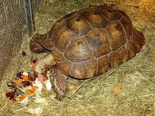 O dalszym losie zwierząt zdecyduje sąd