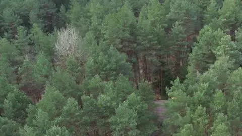 HAJNOWKA