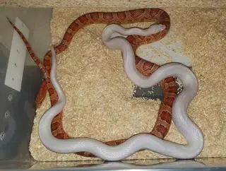 Miał włamać się do komórki i ukraść 40 węży