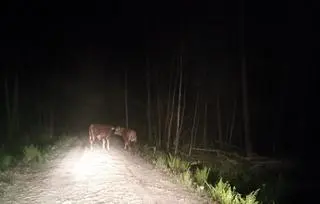 Policjanci wiedzieli cielaki na leśnej drodze