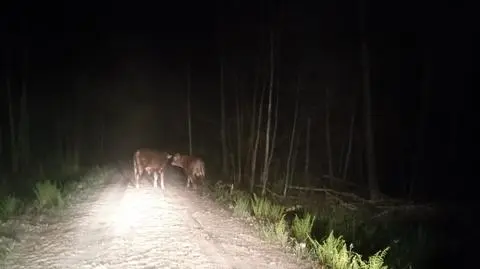 Policjanci wiedzieli cielaki na leśnej drodze