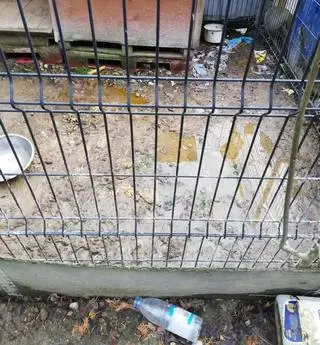 Zaniedbany pies został znaleziony na działce w Smardzowicach (woj. małopolskie)