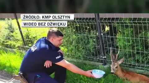 jelonek