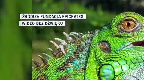 Fundacja Epicrates
