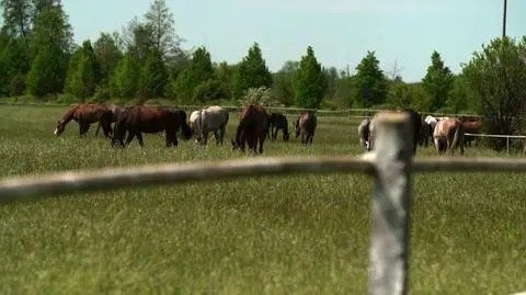 Stadnina w Janowie Podlaskim