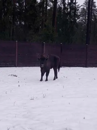Jako pierwsza przyjechała Poroberta 
