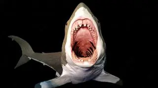 Tak mógł wyglądać megalodon