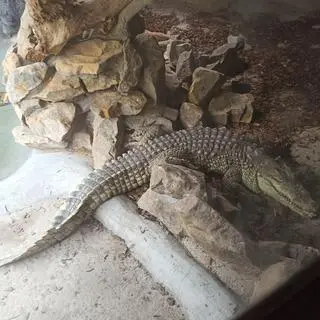 Krokodyl trafił z Sosnowca do zoo w Poznaniu