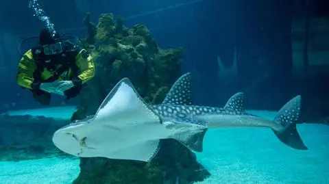 Zanurkuj z rekinami, zjedz kolację na "dnie oceanu". Łódzkie orientarium gra z WOŚP