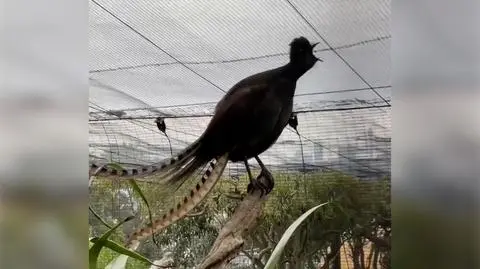 Ten ptak płacze jak dziecko 