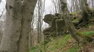 W Bieszczadach powstała nowa ścieżka na Łopiennik