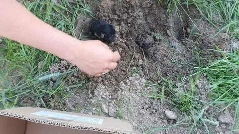 Ktoś zakopał trzy szczeniaki na polu