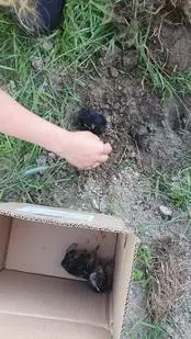 Ktoś zakopał trzy szczeniaki na polu