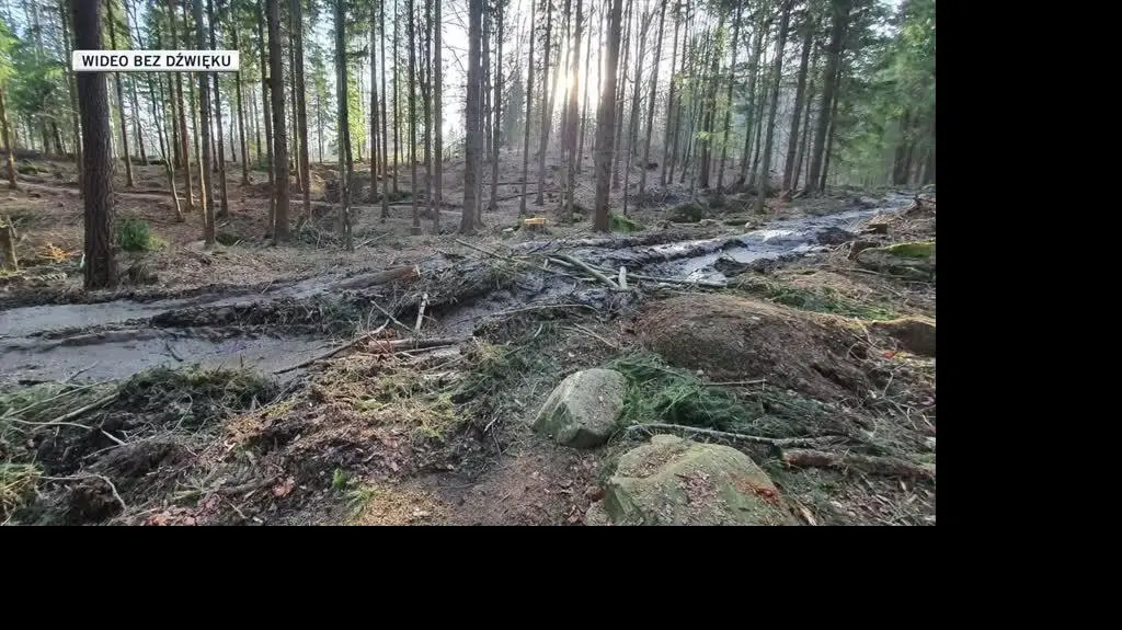 slideshow dla Igora las